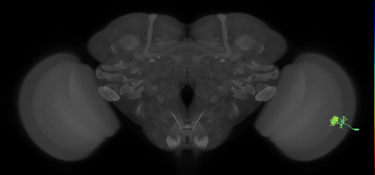 Dm10_R (MaleCNS:69006)