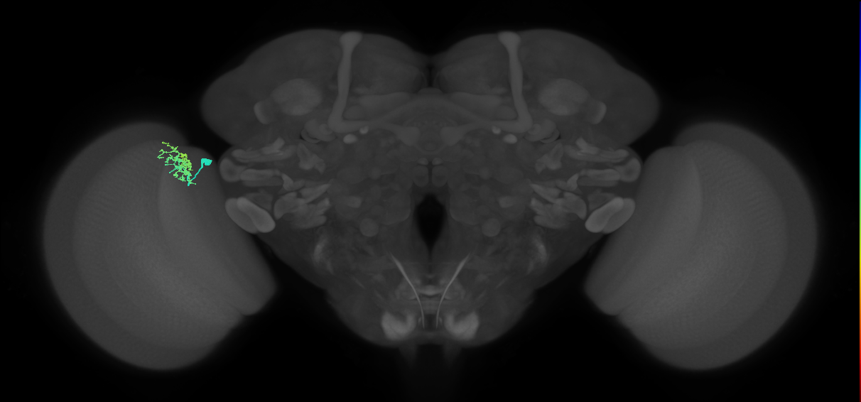 Dm10_L (MaleCNS:565674)