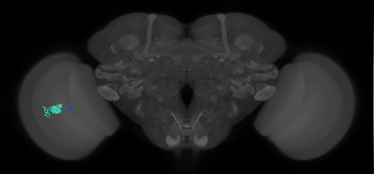 Dm10_L (MaleCNS:53606)