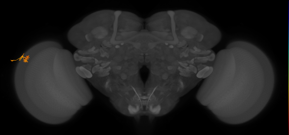Dm10_L (MaleCNS:110342)