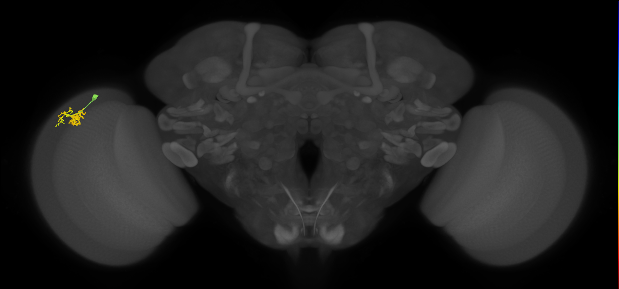 Dm10_L (MaleCNS:75094)