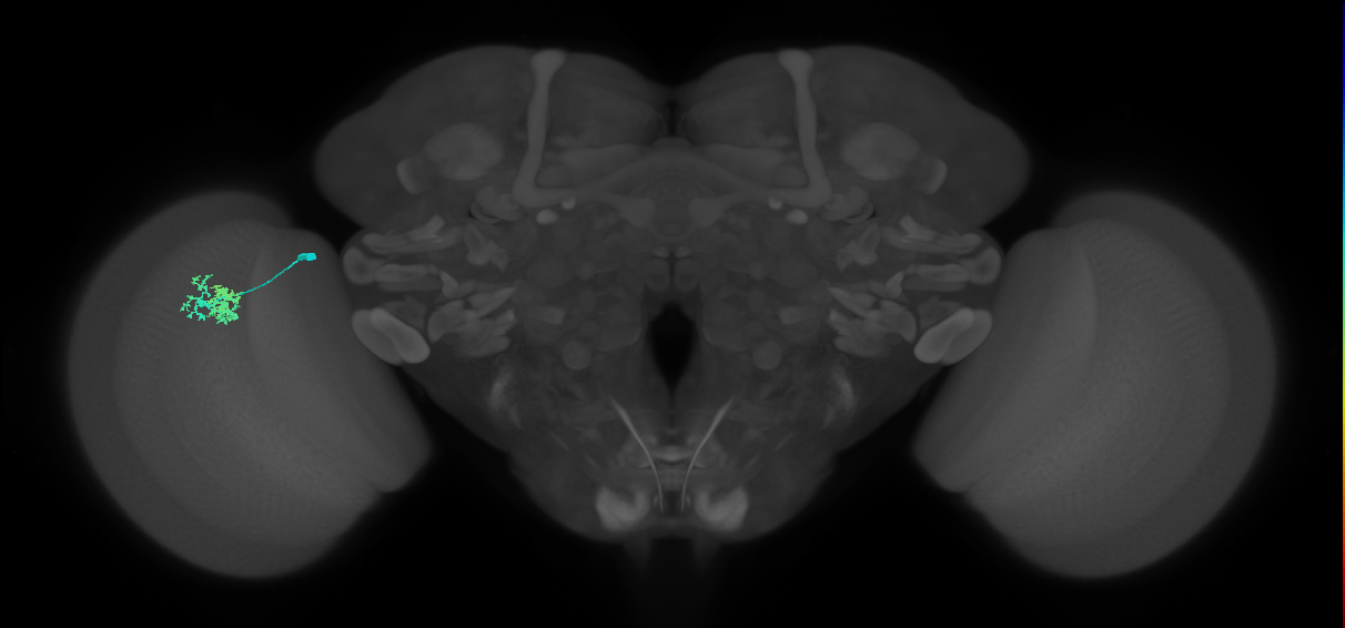 Dm10_L (MaleCNS:563947)