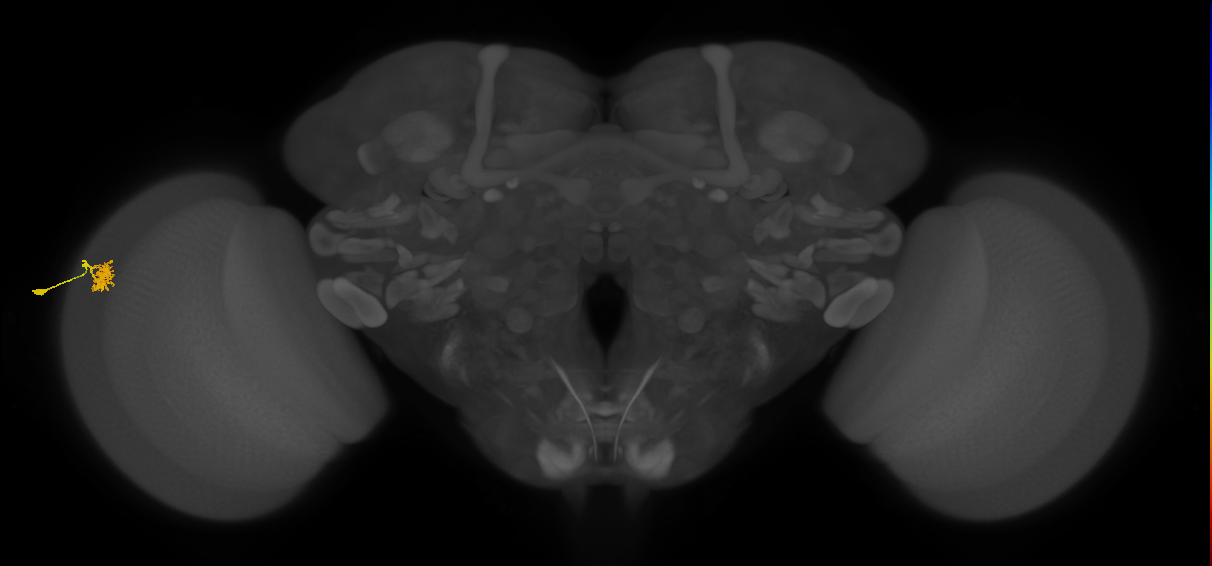 Dm10_L (MaleCNS:82160)