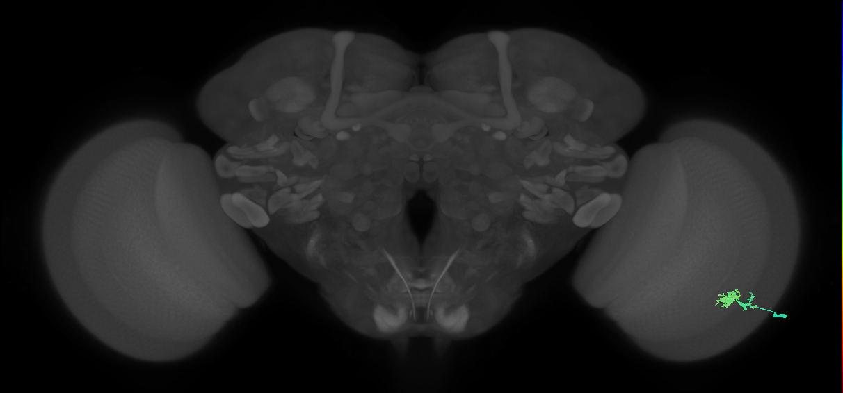 Dm10_R (MaleCNS:86377)