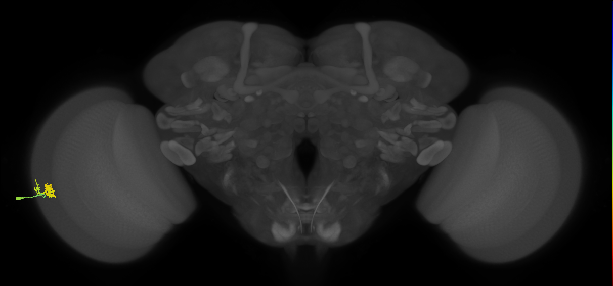 Dm10_L (MaleCNS:70254)
