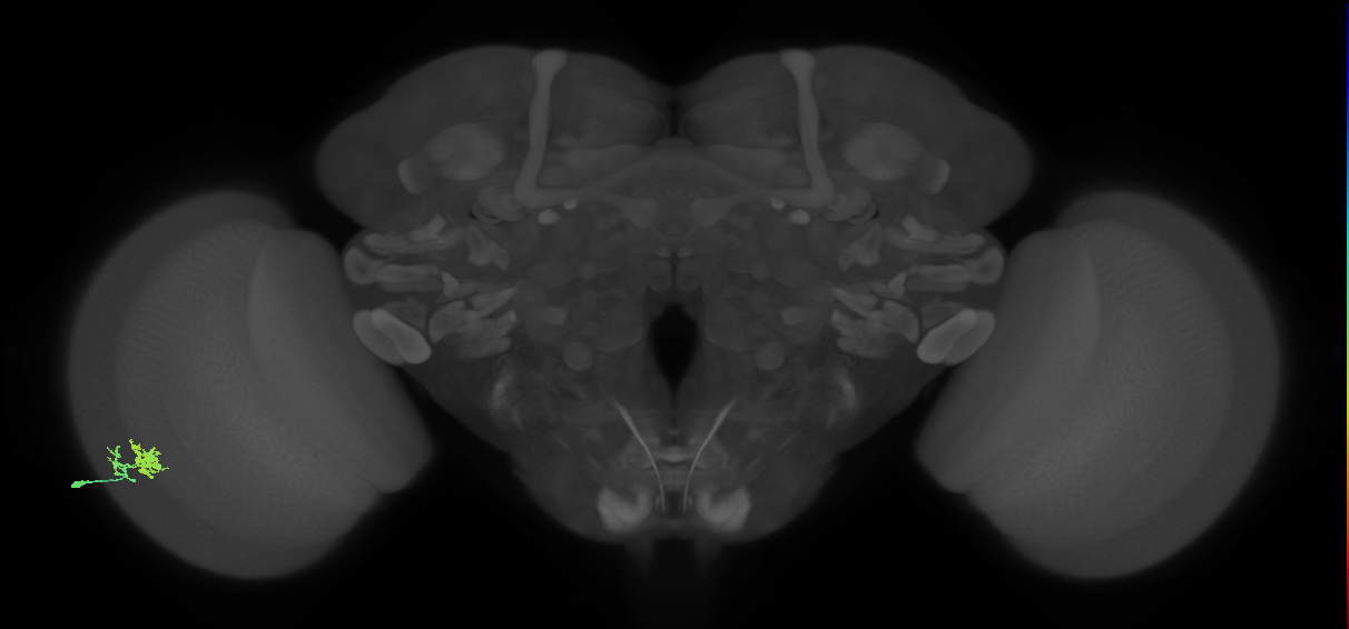 Dm10_L (MaleCNS:77835)