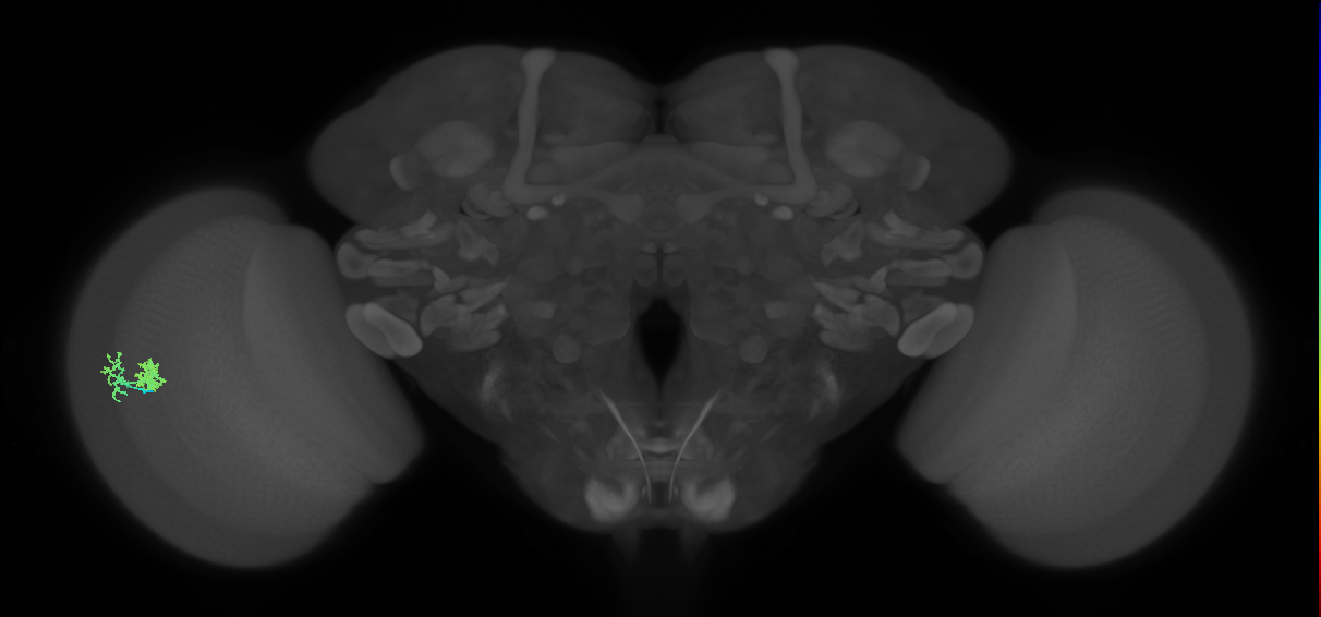 Dm10_L (MaleCNS:542931)