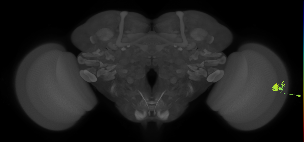 Dm10_R (MaleCNS:93748)