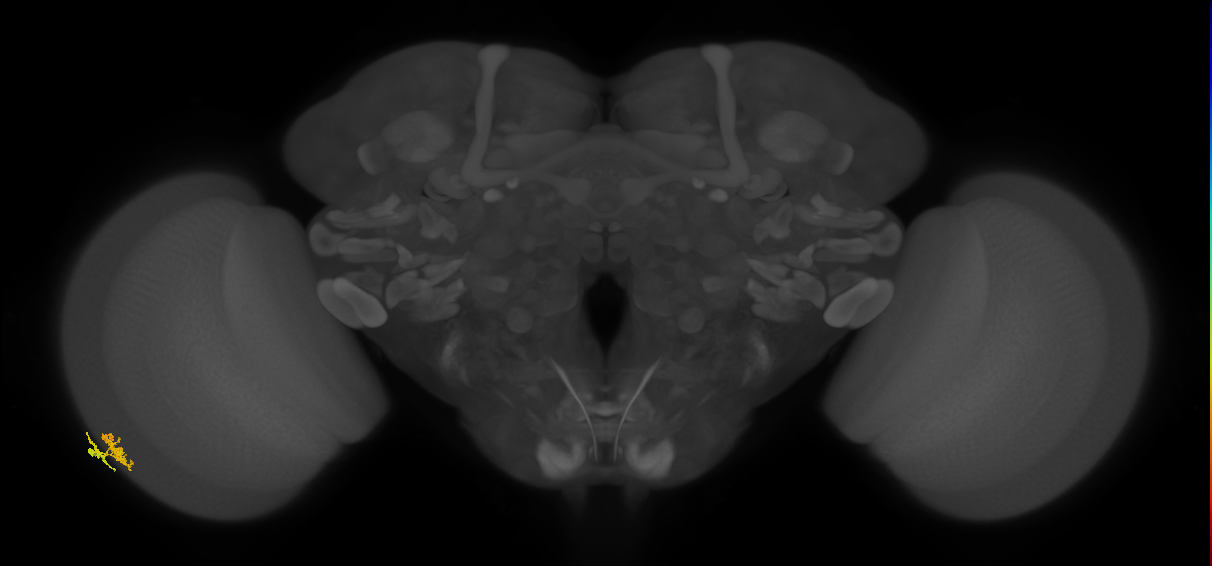 Dm10_L (MaleCNS:79356)