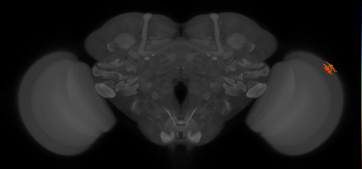 Dm10_R (MaleCNS:87608)
