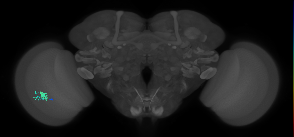Dm10_L (MaleCNS:109098)