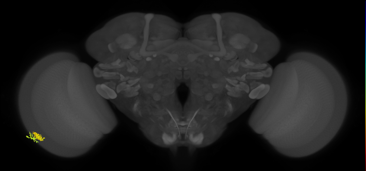 Dm10_L (MaleCNS:53711)