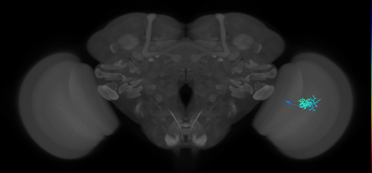 Dm10_R (MaleCNS:549795)
