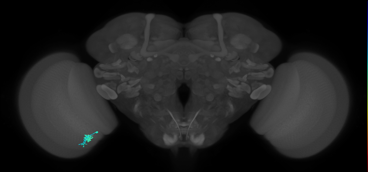 Dm10_L (MaleCNS:103543)