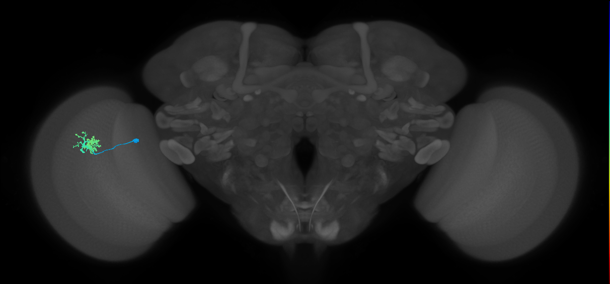 Dm10_L (MaleCNS:75605)