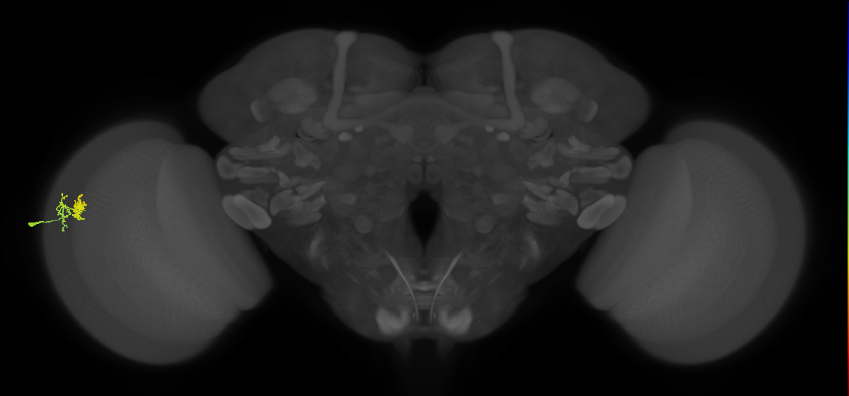 Dm10_L (MaleCNS:98221)