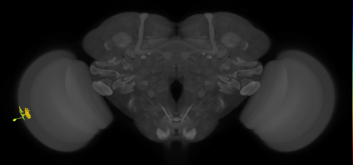 Dm10_L (MaleCNS:533489)