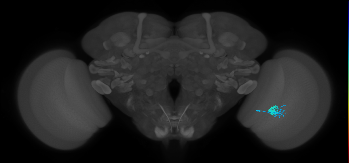 Dm10_R (MaleCNS:533689)
