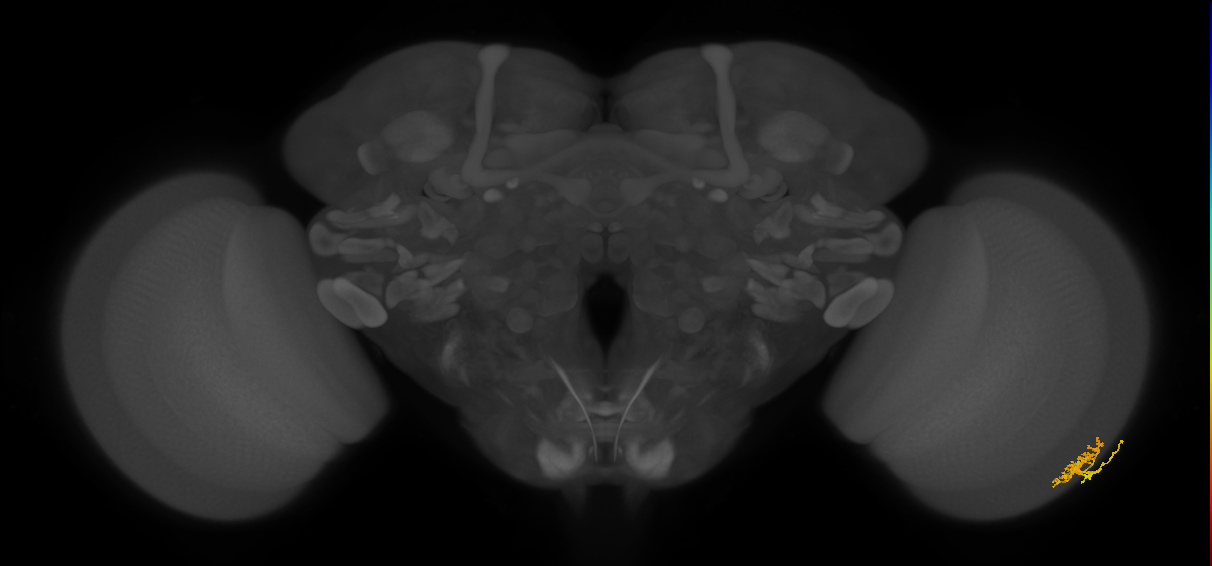 Dm10_R (MaleCNS:91216)