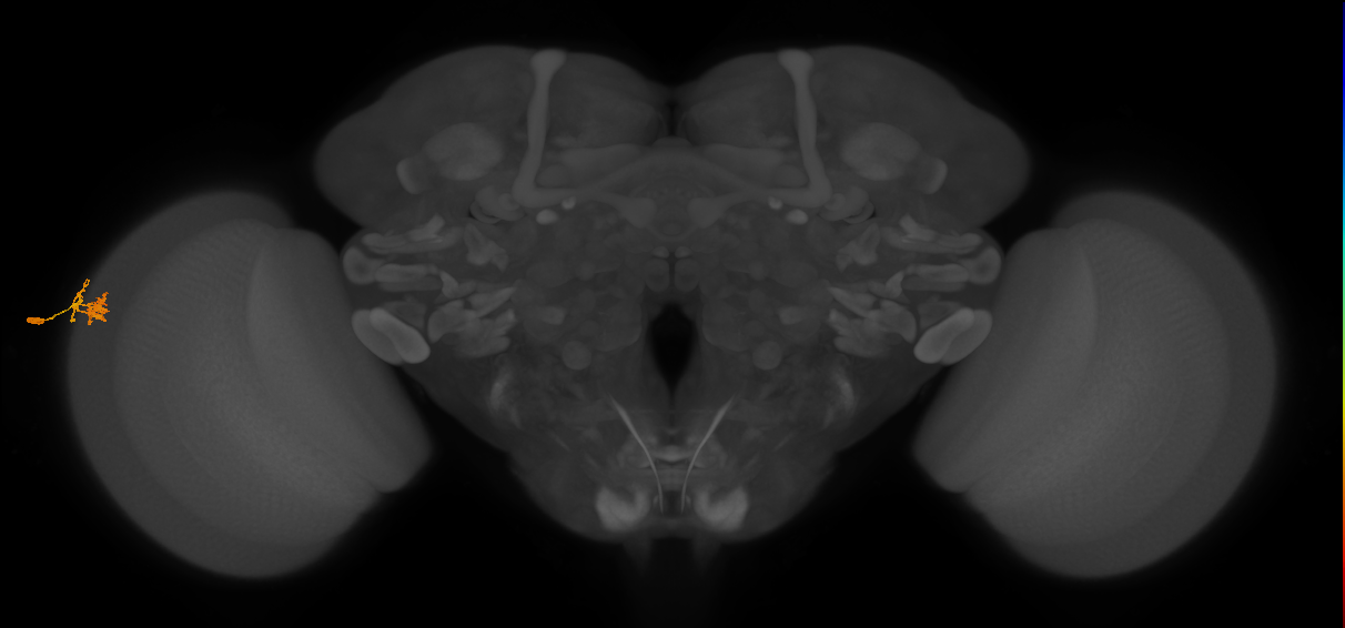 Dm10_L (MaleCNS:89496)