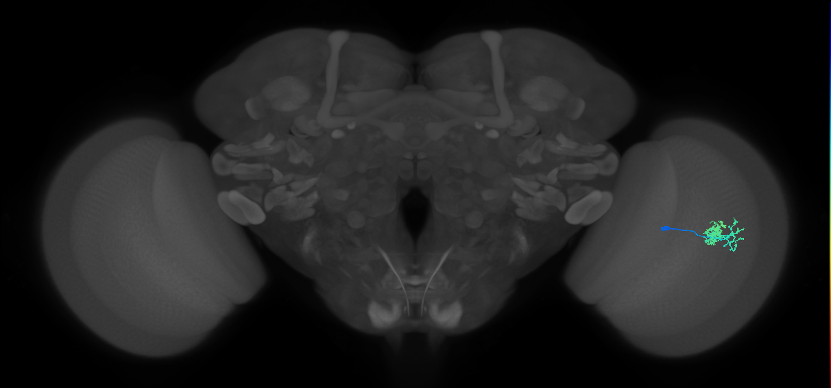Dm10_R (MaleCNS:64774)