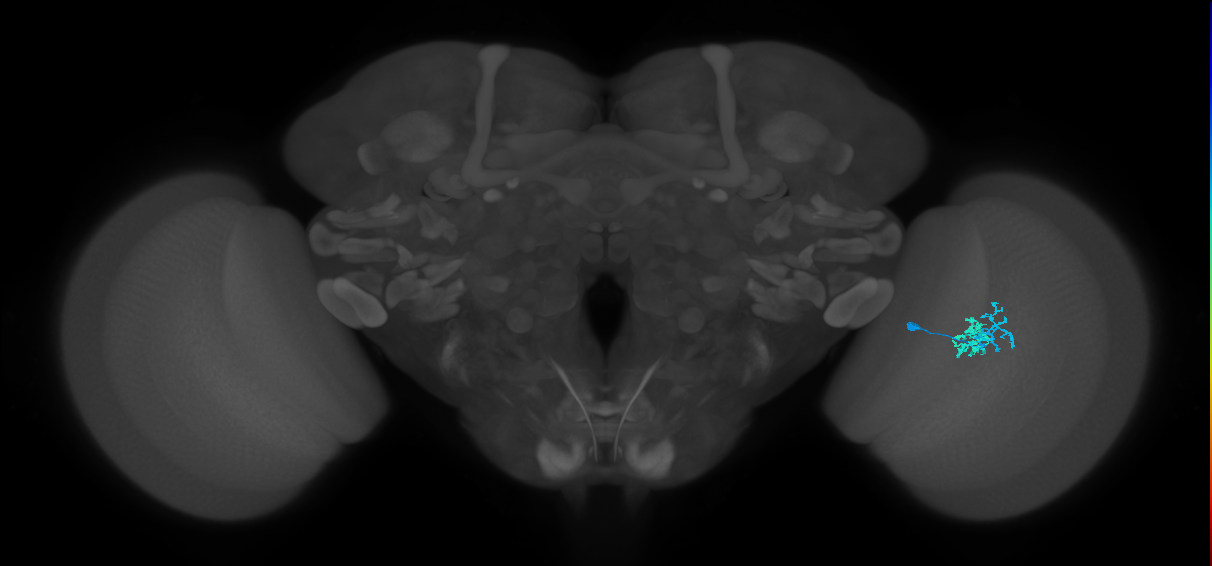 Dm10_R (MaleCNS:75083)