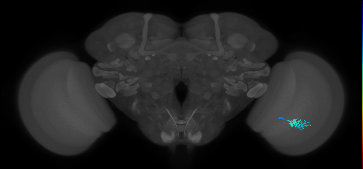 Dm10_R (MaleCNS:77116)