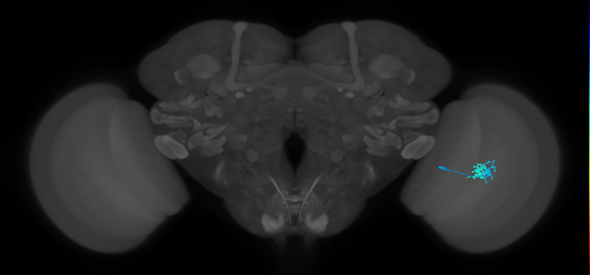 Dm10_R (MaleCNS:90228)