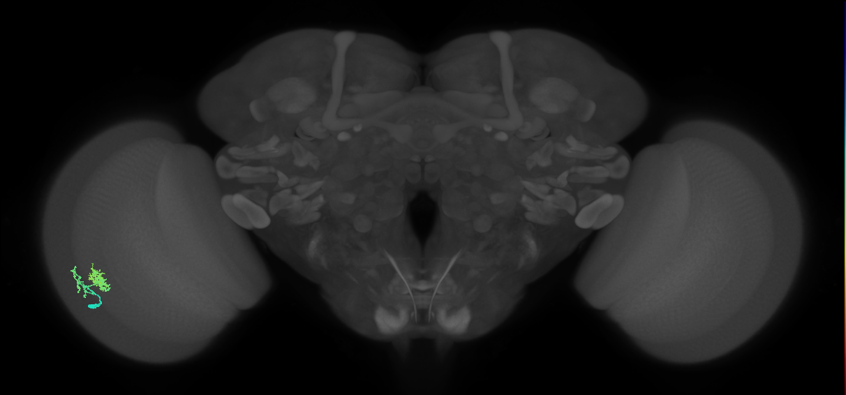 Dm10_L (MaleCNS:61245)