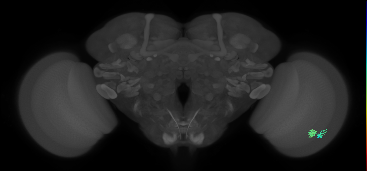 Dm10_R (MaleCNS:75371)