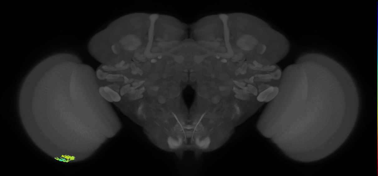 Dm10_L (MaleCNS:166737)