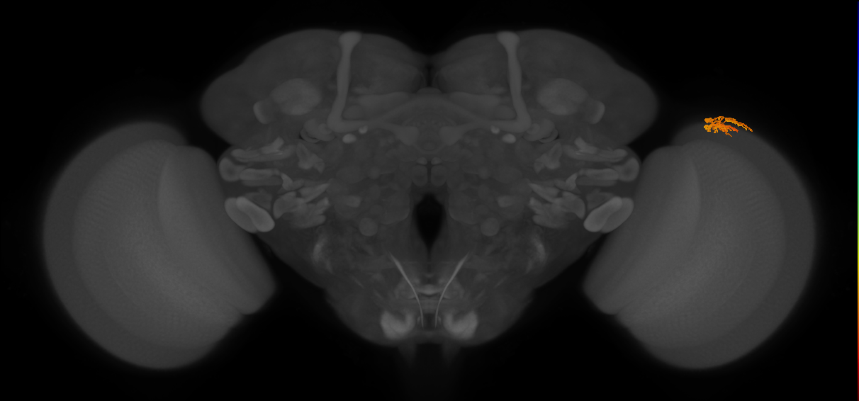 Dm10_R (MaleCNS:84542)
