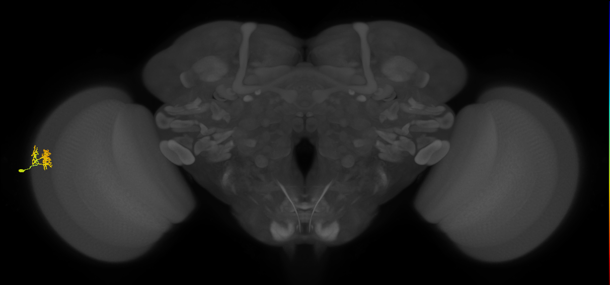 Dm10_L (MaleCNS:67512)