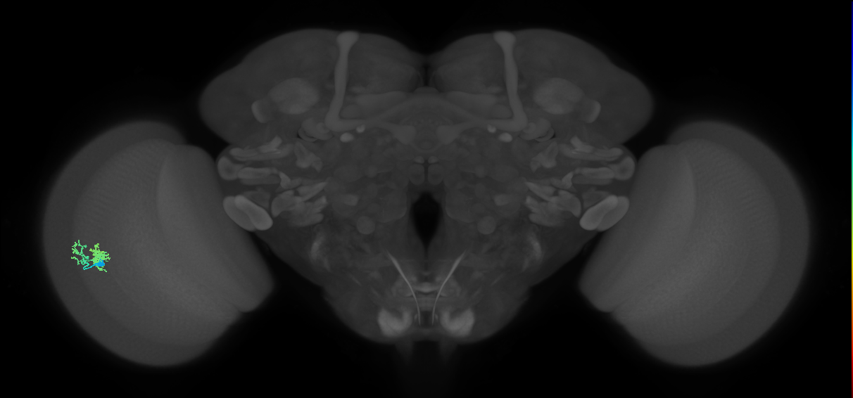 Dm10_L (MaleCNS:111706)