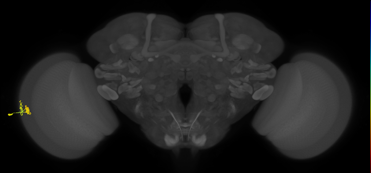 Dm10_L (MaleCNS:545280)