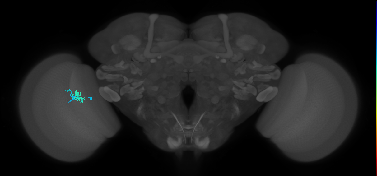 Dm10_L (MaleCNS:142247)