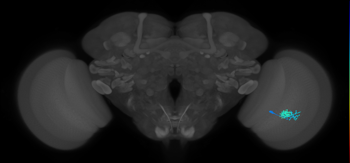 Dm10_R (MaleCNS:33266)