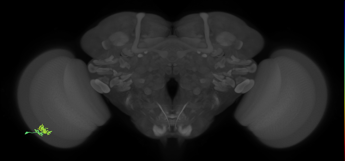 Dm10_L (MaleCNS:97705)
