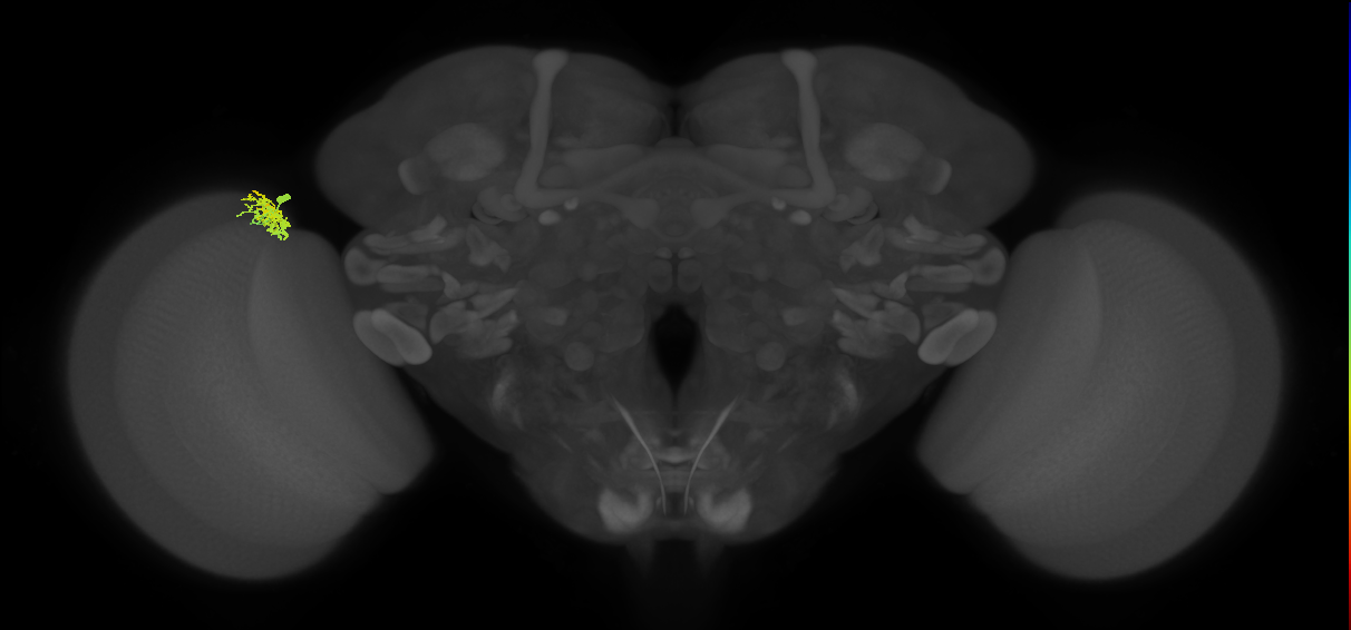 Dm10_L (MaleCNS:98014)