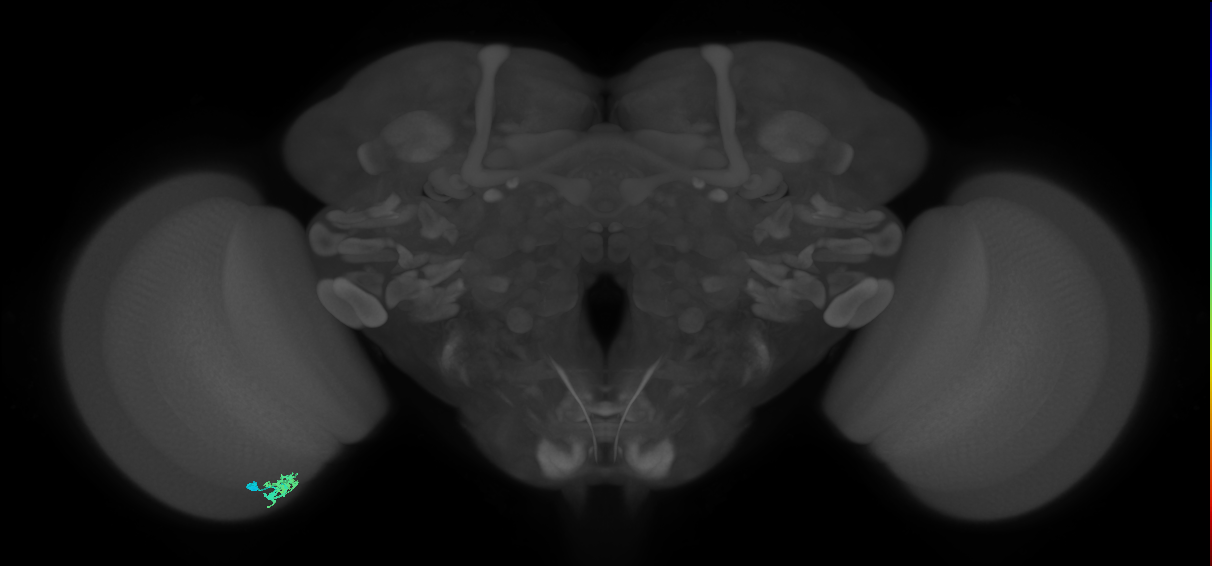 Dm10_L (MaleCNS:180195)