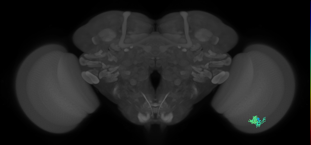 Dm10_R (MaleCNS:68943)
