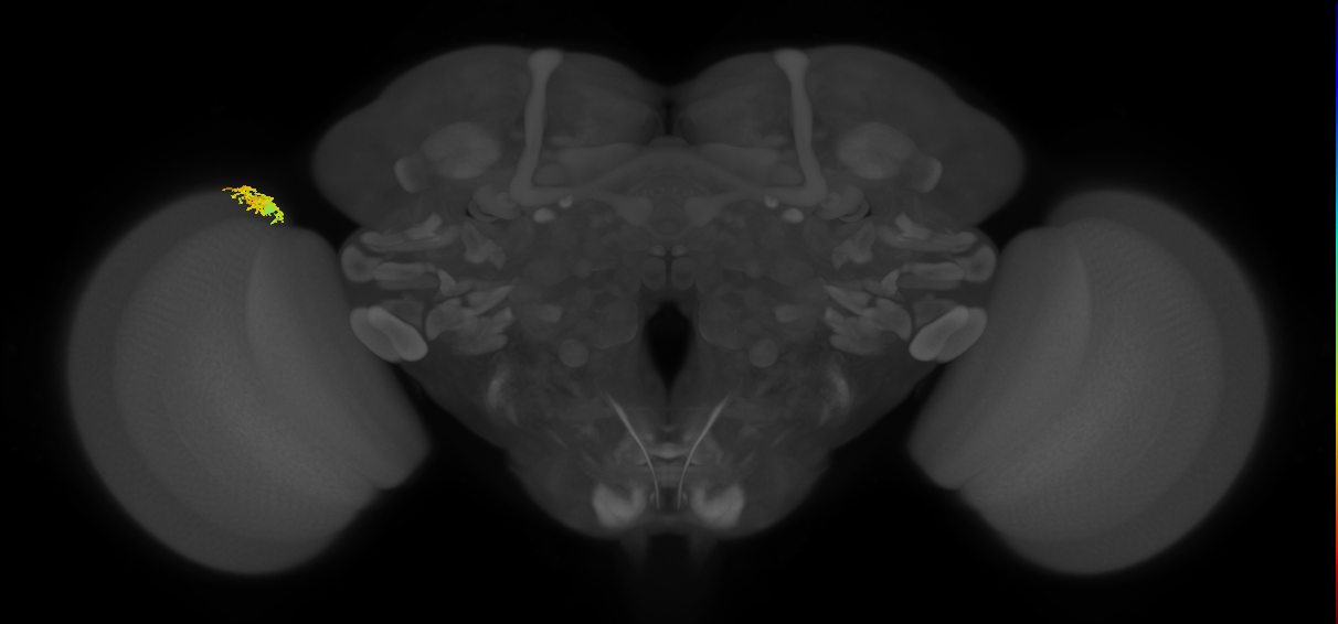 Dm10_L (MaleCNS:169108)