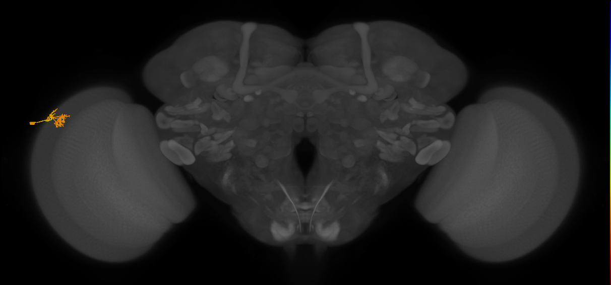 Dm10_L (MaleCNS:105318)