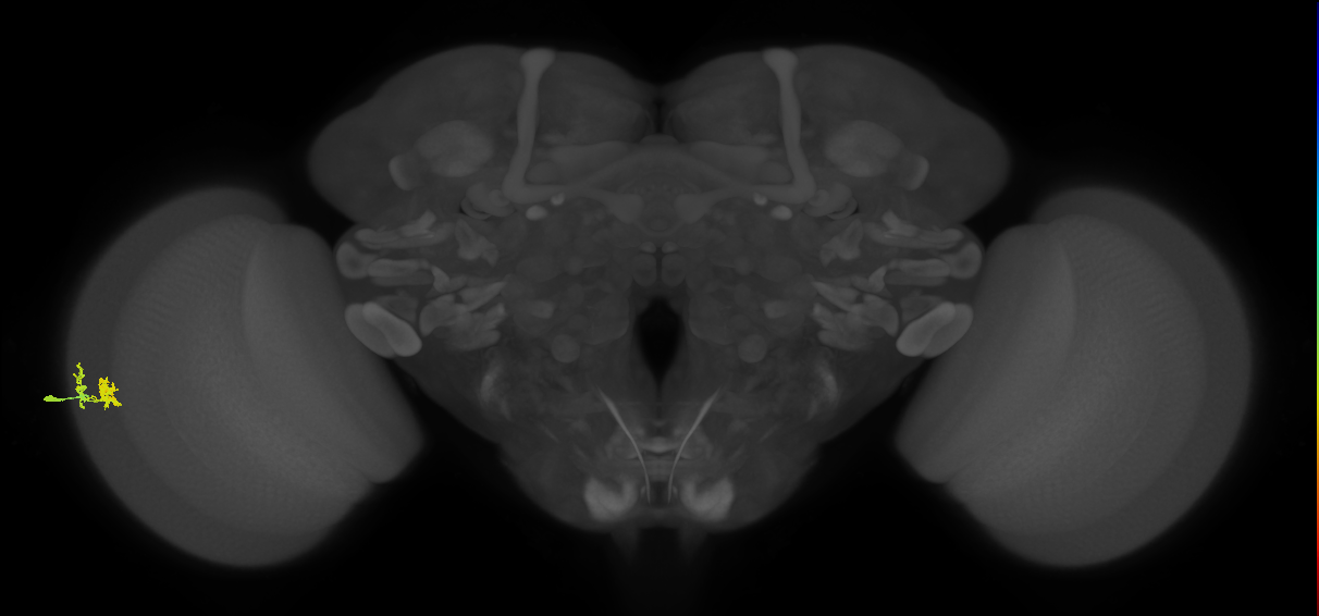 Dm10_L (MaleCNS:85197)