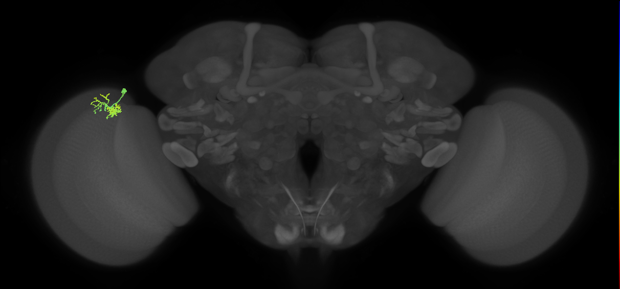 Dm10_L (MaleCNS:151269)