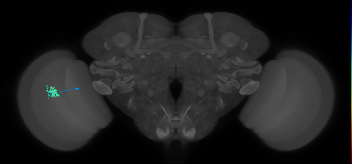 Dm10_L (MaleCNS:512052)