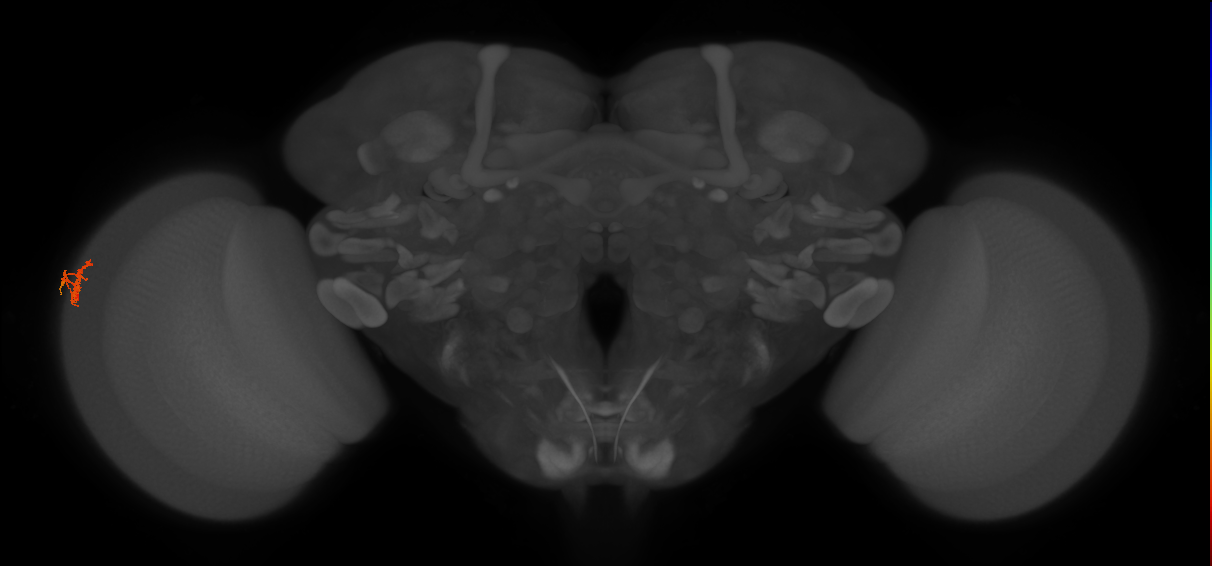 Dm10_L (MaleCNS:179531)