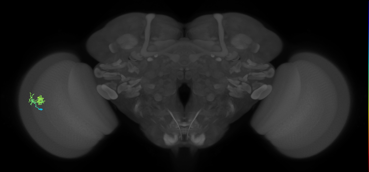 Dm10_L (MaleCNS:106632)