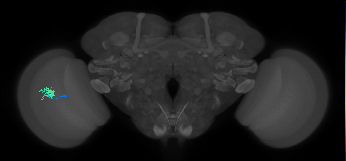 Dm10_L (MaleCNS:63552)