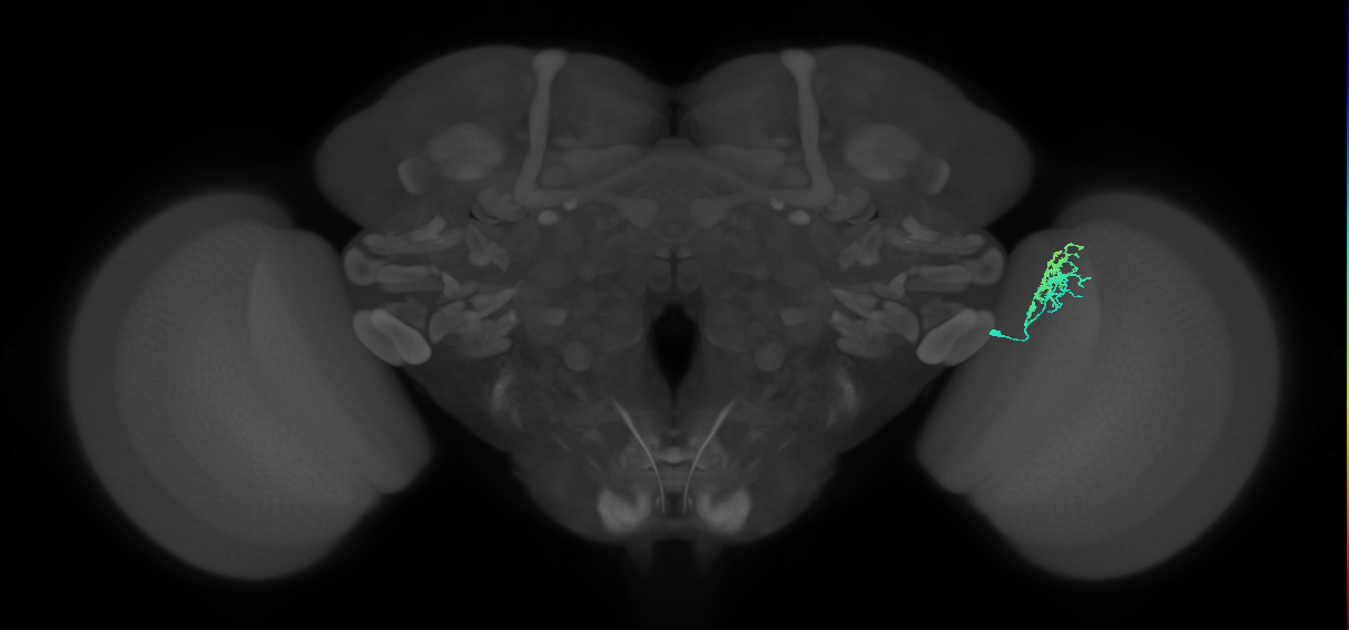 Dm10_R (MaleCNS:77850)
